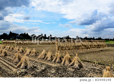 晩秋の稲藁干し 83449149