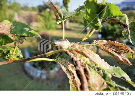 アマガエルそろそろ冬眠では？ 83449455