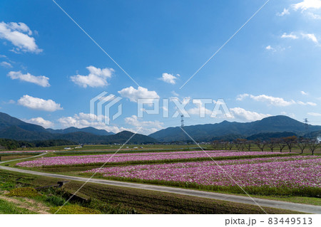減反の一環として植えられたコスモスの花と日本の水田風景 83449513