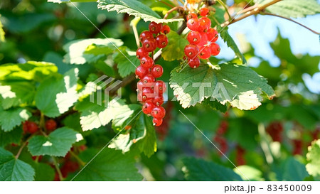 Close up of ripe redcurrant berries ready to be picked. Summer berries in the garden, red currants Close up of ripe redcurrant berries ready to be picked. Summer berries in the garden, red currants 83450009