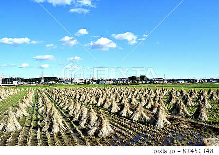 晩秋の稲藁干し 晩秋の稲藁干し 83450348