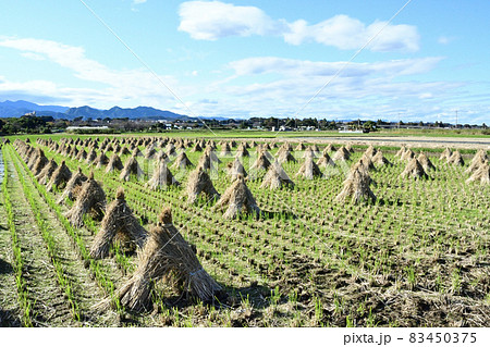 晩秋の稲藁干し 83450375