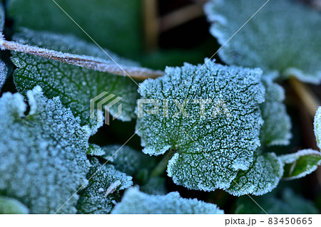 霜が降りた雑草 霜が降りた雑草 83450665