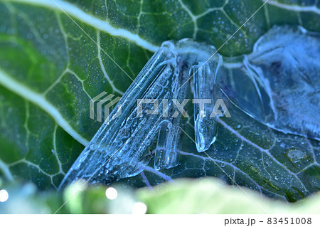 寒さで霜と水滴が凍ったキャベツの葉っぱ 寒さで霜と水滴が凍ったキャベツの葉っぱ 83451008