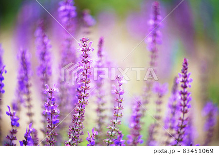 サルビア・レウサンサ(アメジストセージ) サルビア・レウサンサ(アメジストセージ) 83451069