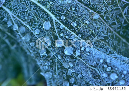 寒さで霜と水滴が凍ったキャベツの葉っぱ 寒さで霜と水滴が凍ったキャベツの葉っぱ 83451186