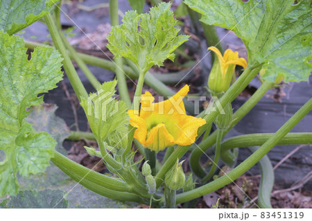 畑のズッキーニとズッキーニの花の写真素材