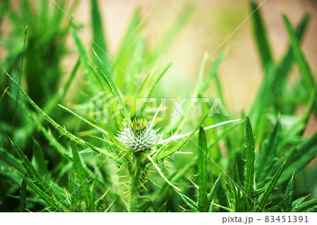 野アザミの蕾　”植物” 83451391