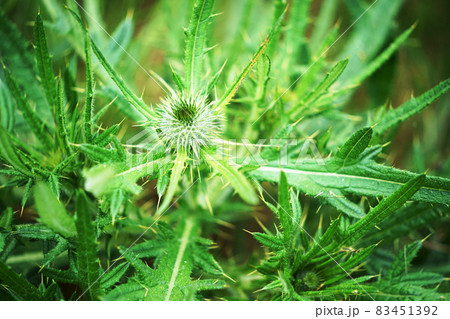 野アザミの蕾 ”植物” 野アザミの蕾 ”植物” 83451392
