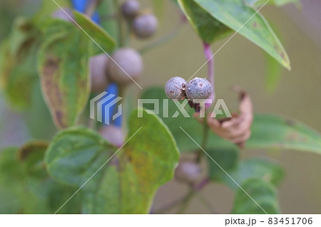 秋の畑のむかご　秋の味覚 83451706