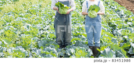 キャベツを育てる若い男女 83451986