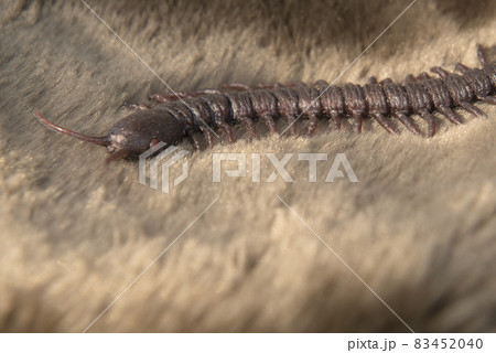 Close up view of centipede 83452040