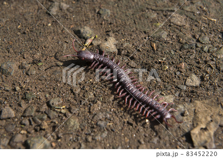 Close up view of centipede 83452220