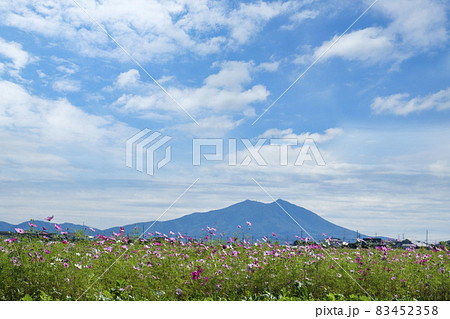 茨城県筑西市からの筑波山とコスモス 茨城県筑西市からの筑波山とコスモス 83452358