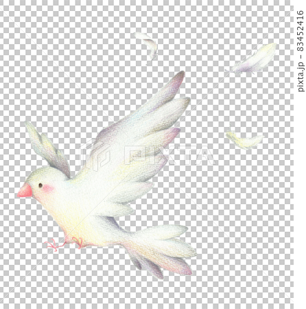 羽ばたく白い鳥と舞う羽　手描き色鉛筆画 83452416