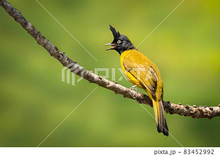 Image of Black-crested Bulbul( Rubigula flaviventris) perched on a branch on nature background. Bird. Animals. 83452992