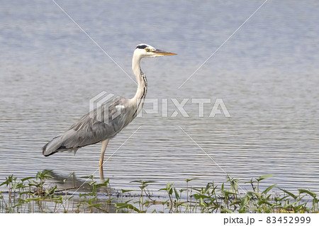 Image of gray heron (Ardea cinerea) standing in the swamp on the nature background Image of gray heron (Ardea cinerea) standing in the swamp on the nature background 83452999