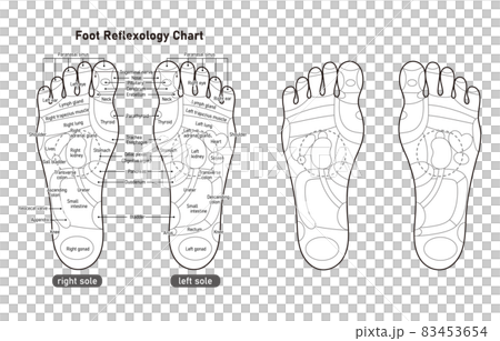 足裏の反射区・足つぼ　モノクロ図解イラスト(英語版) 83453654