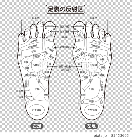 足裏の反射区・足つぼ　モノクロ図解イラスト 83453665