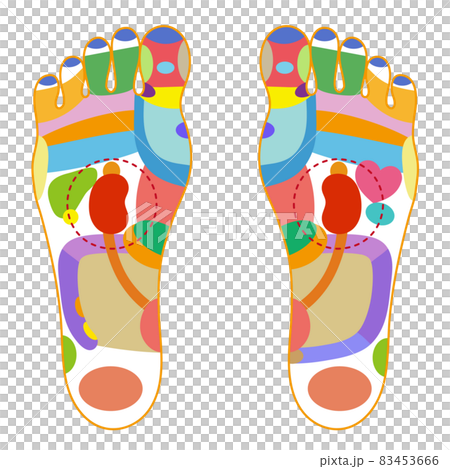 Colorful illustration of the sole reflex zone 83453666