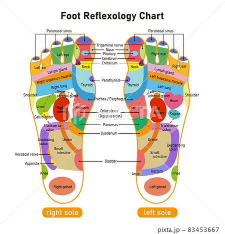 足裏の反射区・足つぼ 図解イラスト 英語版のイラスト素材 [83453667] - PIXTA