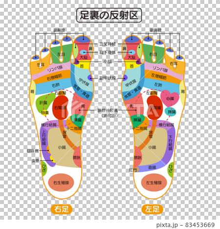 足裏の反射区 足つぼ 図解イラストのイラスト素材