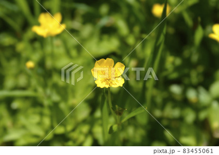 Marsh Marigold Marsh Marigold 83455061