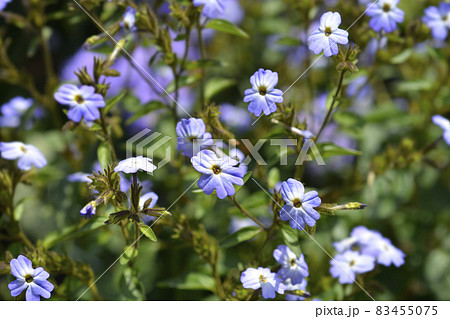 Bush violet 83455075