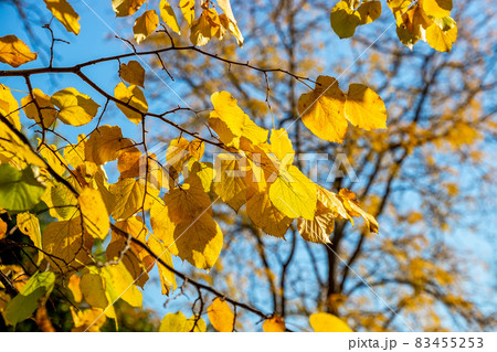 Linden tree yellow leaves brightly lit by the sun against clear blue sky. 83455253