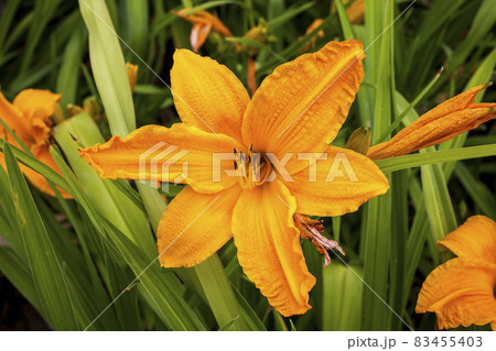 Hemerocallis 'Burning Daylight' a spring flowering plant commonly known as daylily Hemerocallis 'Burning Daylight' a spring flowering plant commonly known as daylily 83455403