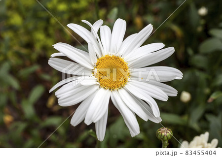 Leucanthemum x superbum 'Wirral Supreme' Leucanthemum x superbum 'Wirral Supreme' 83455404