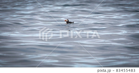 Puffin swimming in the Atlantic ocean near Iceland Puffin swimming in the Atlantic ocean near Iceland 83455483