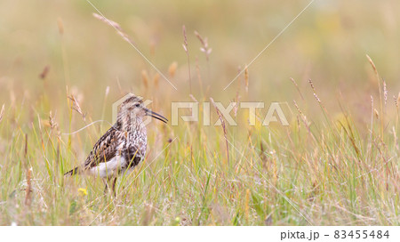Dunlin chick (Calidris alpina) hiding in the grass Dunlin chick (Calidris alpina) hiding in the grass 83455484