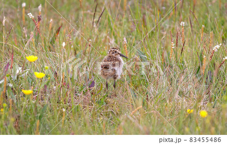 Dunlin chick (Calidris alpina) hiding in the grass Dunlin chick (Calidris alpina) hiding in the grass 83455486