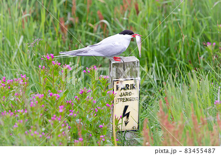 Arctic Stern (Sterna paradisaea) resting on the ground, large fish in it's beak 83455487