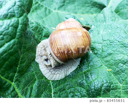 Big garden snail in shell crawling on wet road hurry home 83455631