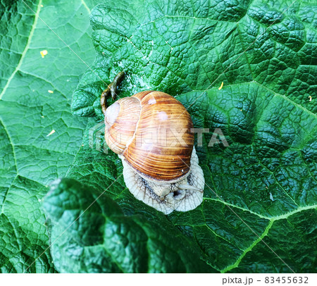 Big garden snail in shell crawling on wet road hurry home 83455632