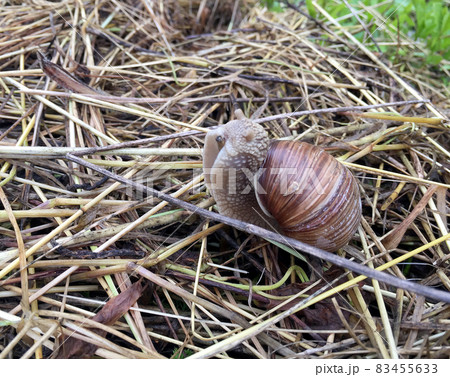 Big garden snail in shell crawling on wet road hurry home 83455633