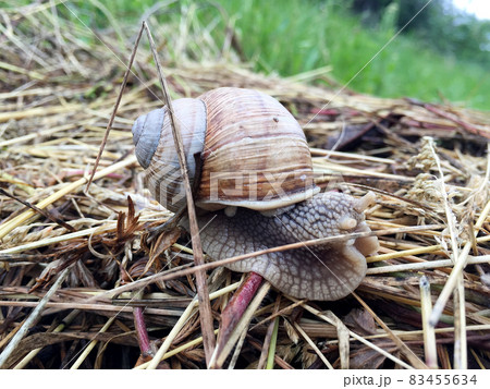 Big garden snail in shell crawling on wet road hurry home 83455634
