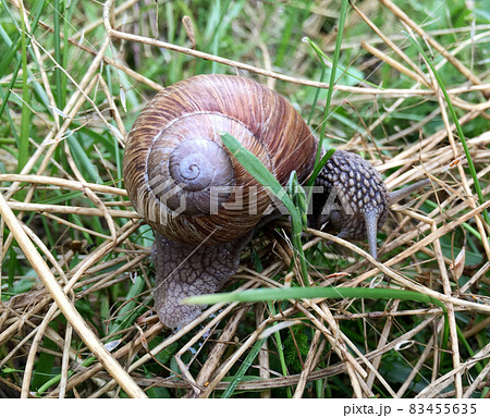 Big garden snail in shell crawling on wet road hurry home 83455635