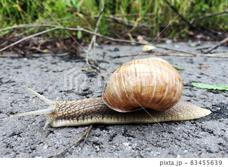 Big garden snail in shell crawling on wet road hurry home Big garden snail in shell crawling on wet road hurry home 83455639