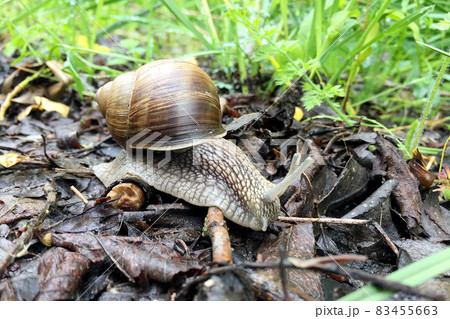 Big garden snail in shell crawling on wet road hurry home 83455663