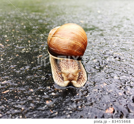 Big garden snail in shell crawling on wet road hurry home 83455668