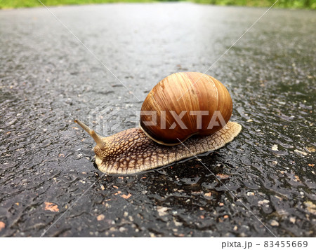 Big garden snail in shell crawling on wet road hurry home Big garden snail in shell crawling on wet road hurry home 83455669