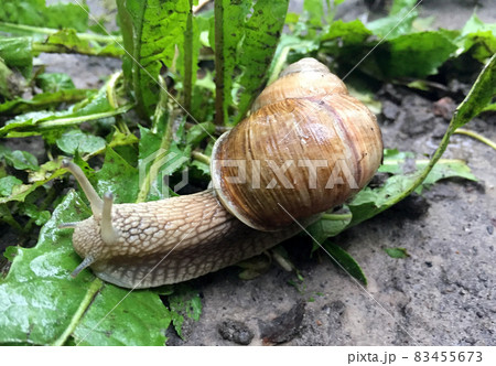 Big garden snail in shell crawling on wet road hurry home 83455673