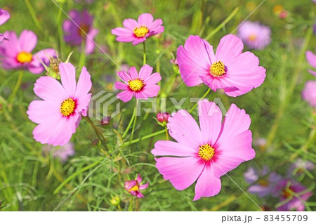 ⬇️辻修窯　⭐︎ コスモスがいっぱい　秋桜　有田焼 信水窯】足付花びら小鉢/S/ガラス釉 | 【丹波のイロドリ】丹波焼
