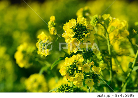 早春の花の美術館に咲いた菜の花の写真素材