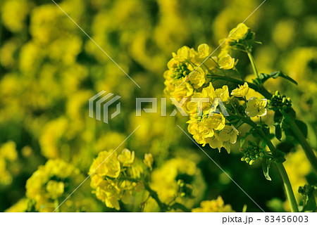 早春の花の美術館に咲いた菜の花の写真素材