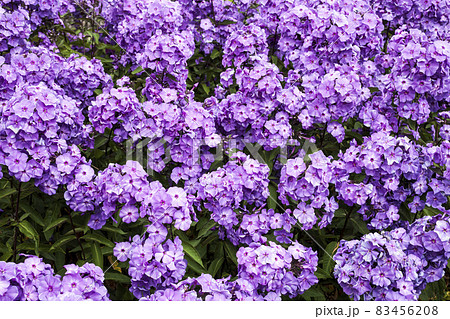 Phlox paniculata 'Blue Paradise' 83456208