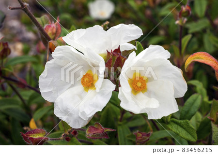 Cistus 'Jessamy Charm' Cistus 'Jessamy Charm' 83456215